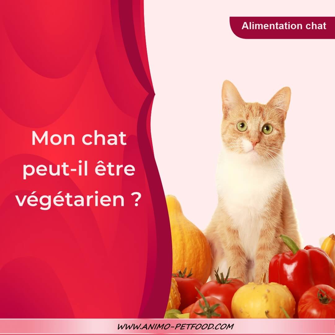 alimentation-chat-vegetarien-nourriture